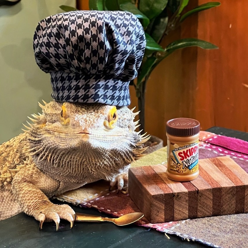 El chef lagarto Lenny the Lizard es una estrella de las redes sociales y autor de libros de cocina El chef lagarto Lenny the Lizard es una estrella de las redes sociales y autor de libros de cocina