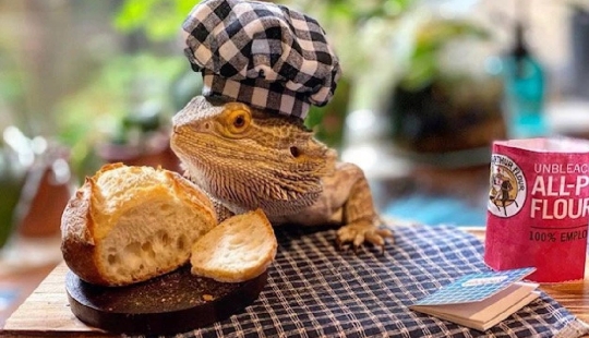 El chef lagarto Lenny the Lizard es una estrella de las redes sociales y autor de libros de cocina