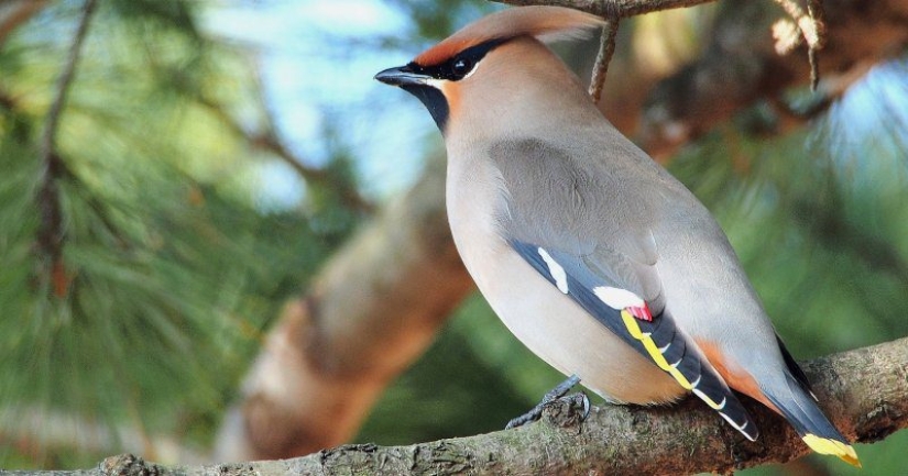 El concurso anual de fotografía de National Geographic Rusia ya ha comenzado. Date prisa para convertirte en participante! El concurso anual de fotografía de National Geographic Rusia ya ha comenzado. Date prisa para convertirte en participante!