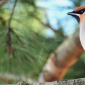 El concurso anual de fotografía de National Geographic Rusia ya ha comenzado. Date prisa para convertirte en participante!