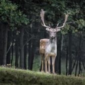 El diseñador hace animales al estilo de Minecraft.