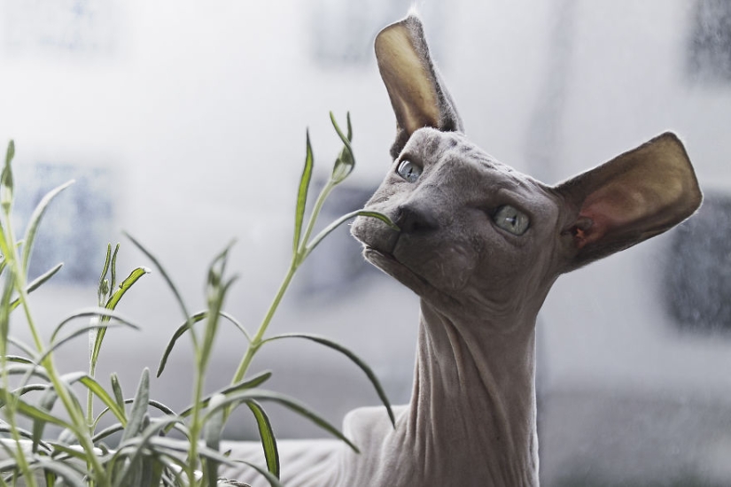 El diseñador hace animales al estilo de Minecraft. El diseñador hace animales al estilo de Minecraft.