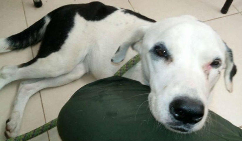 El dueño dejó al perro en el aeropuerto y ella murió a causa de un "corazón roto"