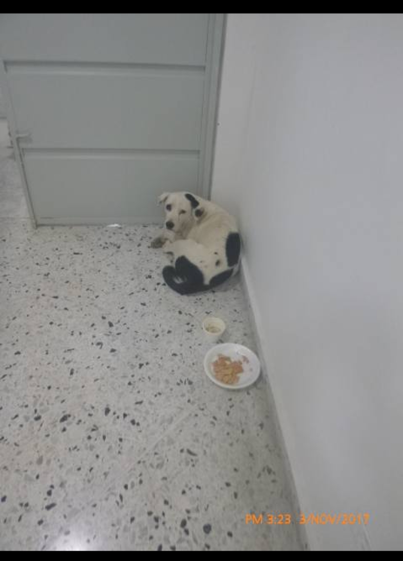 El dueño dejó al perro en el aeropuerto y ella murió a causa de un "corazón roto"