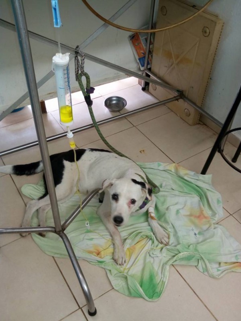 El dueño dejó al perro en el aeropuerto y ella murió a causa de un "corazón roto"