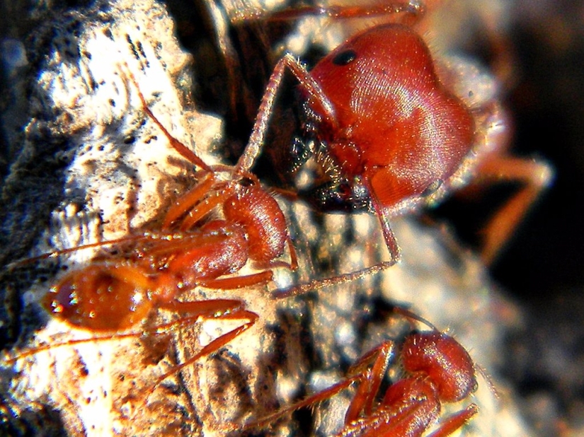 El entomólogo experimentó las picaduras de insectos más dolorosas y compiló una escala de dolor