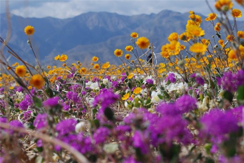 El floreciente desierto de Anza-Borrego