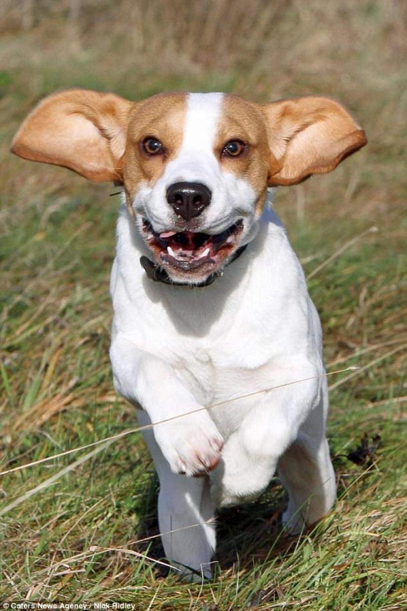 El fotógrafo tomó una foto de perros corriendo, y es muy divertido