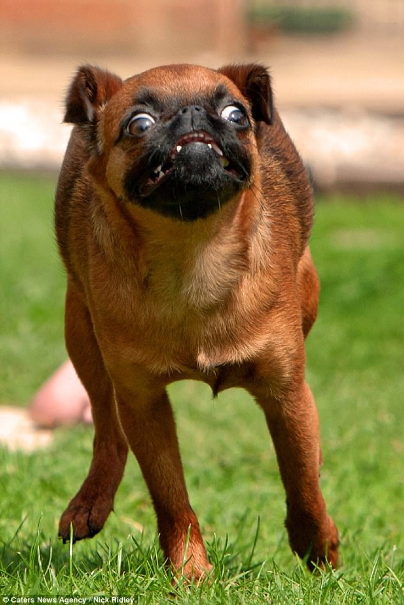 El fotógrafo tomó una foto de perros corriendo, y es muy divertido