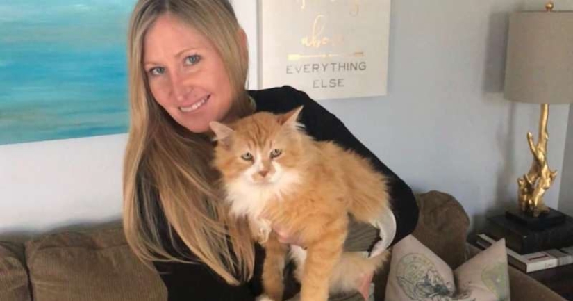 El gato caminó 20 km para encontrar a sus dueños, pero decidieron ponerlo a dormir El gato caminó 20 km para encontrar a sus dueños, pero decidieron ponerlo a dormir