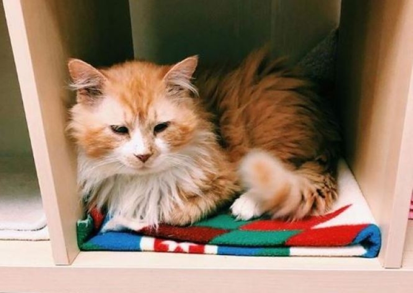 El gato caminó 20 km para encontrar a sus dueños, pero decidieron ponerlo a dormir El gato caminó 20 km para encontrar a sus dueños, pero decidieron ponerlo a dormir