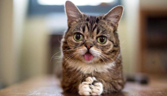 El gato de Lil Bab murió, tocando a millones de usuarios con su hocico