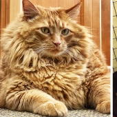 El gato gordo Bazooka ha encontrado su hogar