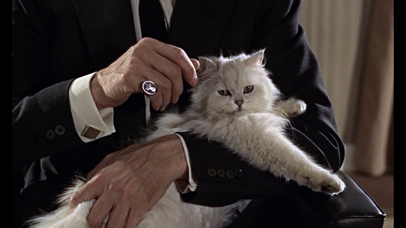 "El gato? ¡Inocente!"los hooligans peludos tienen un poderoso patrón en la Duma del Estado