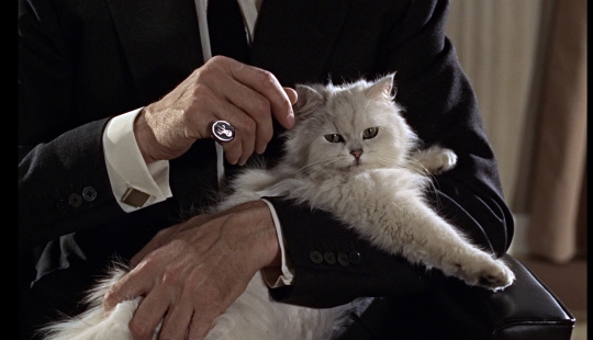 "El gato? ¡Inocente!"los hooligans peludos tienen un poderoso patrón en la Duma del Estado