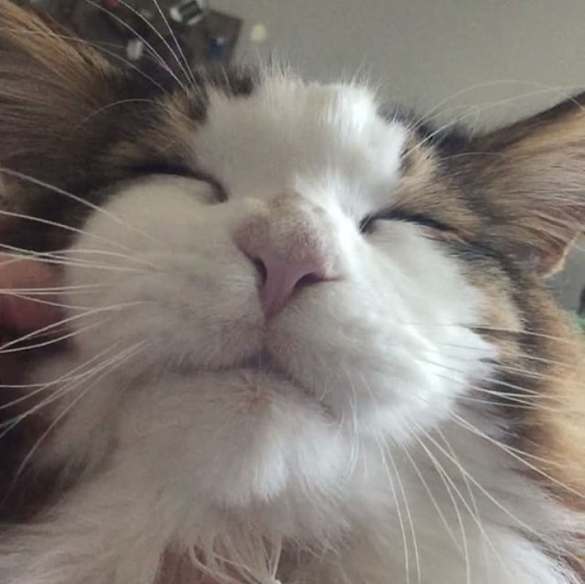 El gato más grande de Nueva York