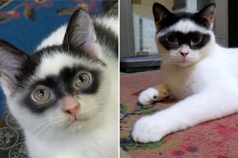 El gato se convirtió en la estrella de Tiktok por su parecido con el Zorro El gato se convirtió en la estrella de Tiktok por su parecido con el Zorro