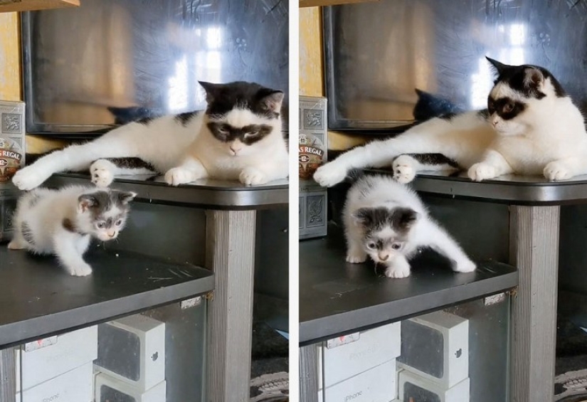 El gato se convirtió en la estrella de Tiktok por su parecido con el Zorro El gato se convirtió en la estrella de Tiktok por su parecido con el Zorro