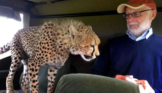El incómodo momento en que un guepardo saltó a un jeep