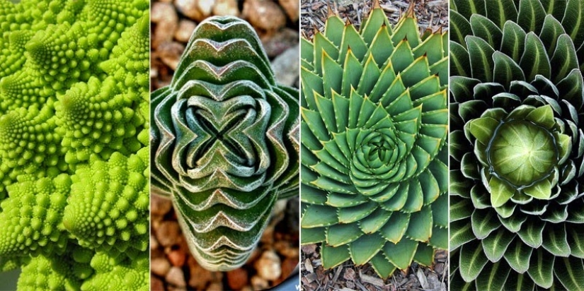 El Jardín del Edén del Perfeccionista: Geometría de Plantas