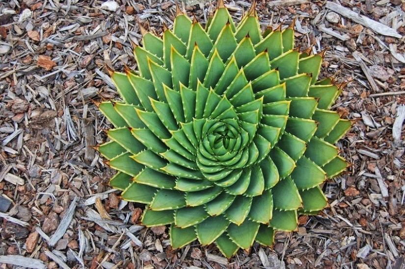 El Jardín del Edén del Perfeccionista: Geometría de Plantas