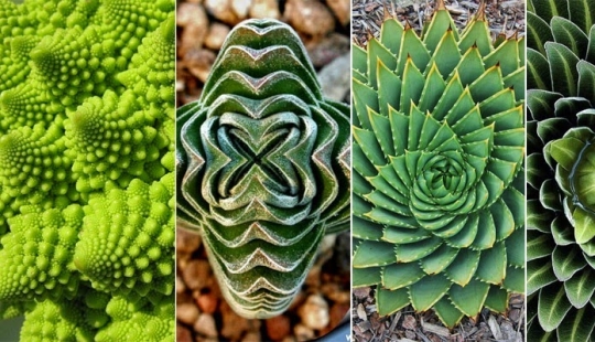 El Jardín del Edén del Perfeccionista: Geometría de Plantas
