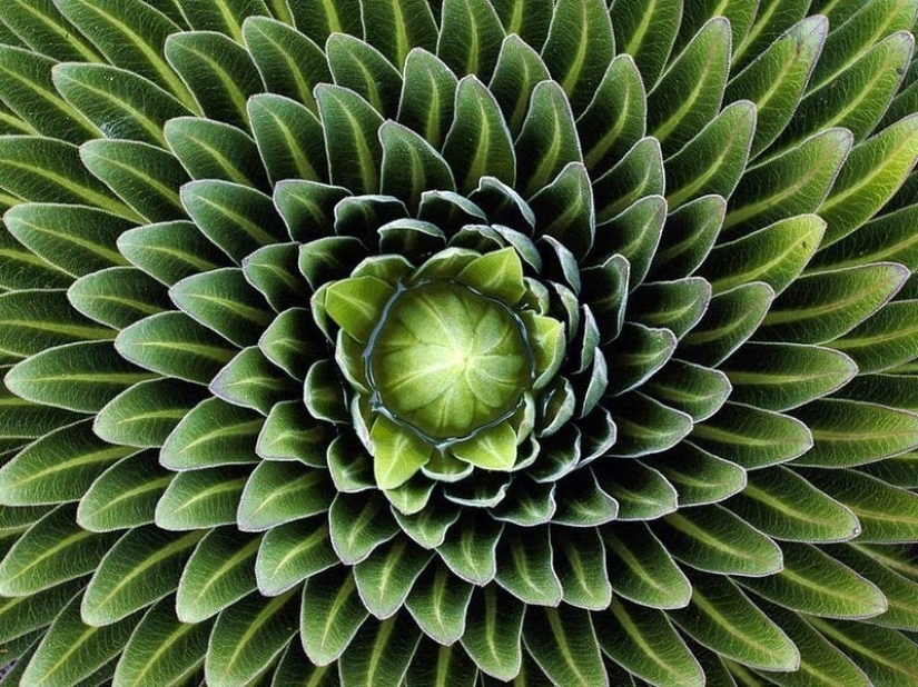 El Jardín del Edén del Perfeccionista: Geometría de Plantas
