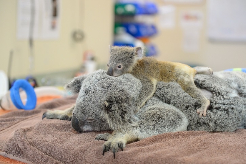 El koala bebé no dejó a su madre durante la operación