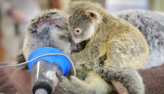 El koala bebé no dejó a su madre durante la operación