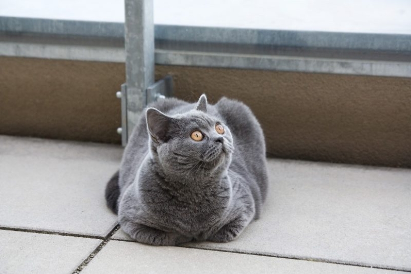 El lenguaje corporal del gato: cómo te habla tu gato El lenguaje corporal del gato: cómo te habla tu gato