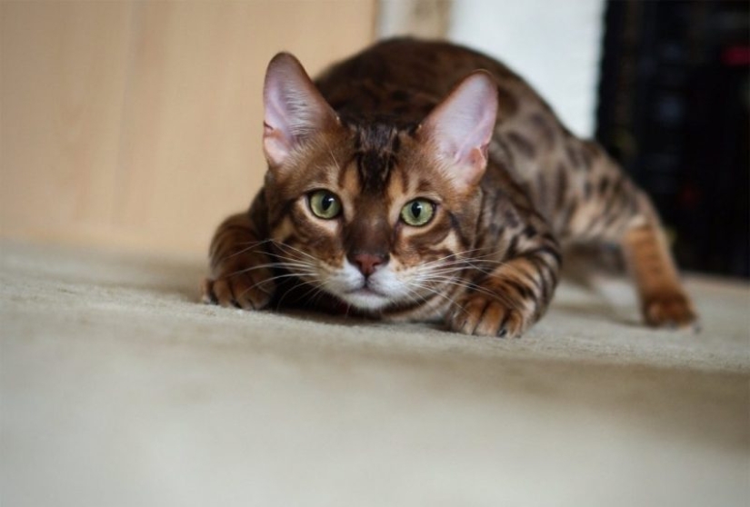 El lenguaje corporal del gato: cómo te habla tu gato El lenguaje corporal del gato: cómo te habla tu gato