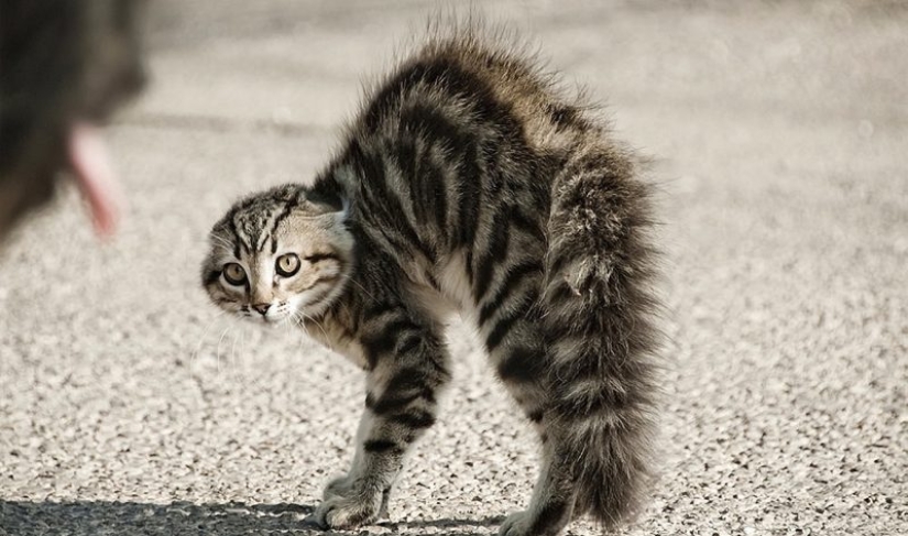 El lenguaje corporal del gato: cómo te habla tu gato El lenguaje corporal del gato: cómo te habla tu gato