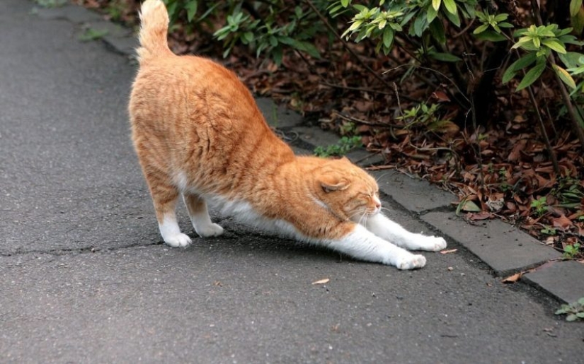 El lenguaje corporal del gato: cómo te habla tu gato El lenguaje corporal del gato: cómo te habla tu gato