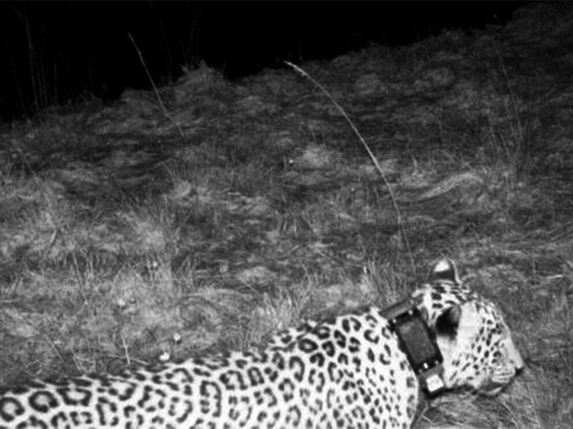 El" leopardo de Putin " fue atrapado robando pollos en un pueblo de Abjasia