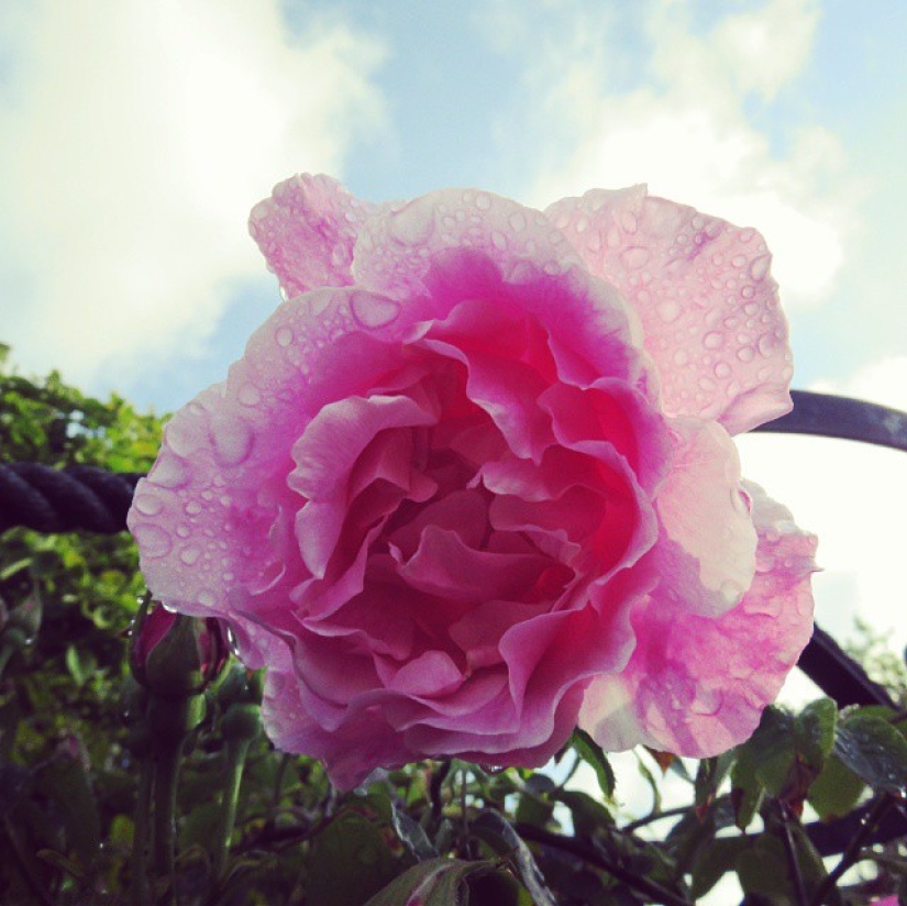 El maravilloso Instagram de Baba Lisa es una historia en este momento El maravilloso Instagram de Baba Lisa es una historia en este momento