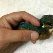 El martín pescador intentó cruzar ilegalmente la frontera británica y fue expulsado a su tierra natal