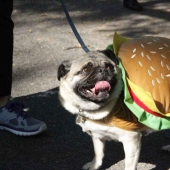 El mayor desfile de perros disfrazados