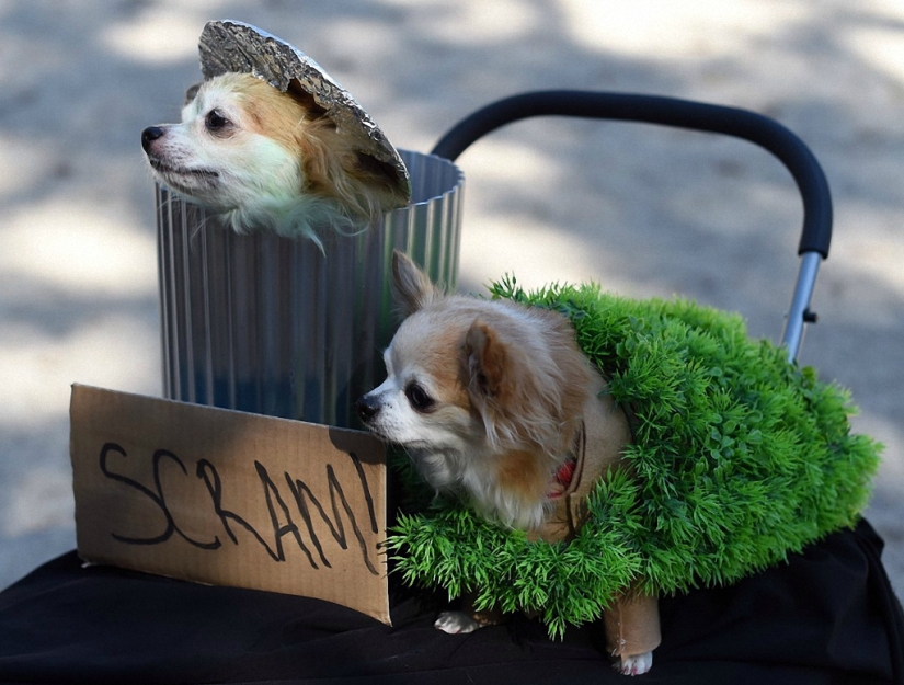 El mayor desfile de perros disfrazados El mayor desfile de perros disfrazados