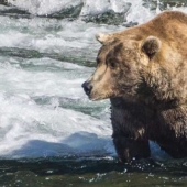 El oso más gordo fue elegido en el Parque Nacional de Estados Unidos