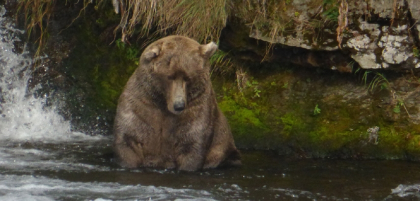 El oso más gordo fue elegido en el Parque Nacional de Estados Unidos El oso más gordo fue elegido en el Parque Nacional de Estados Unidos