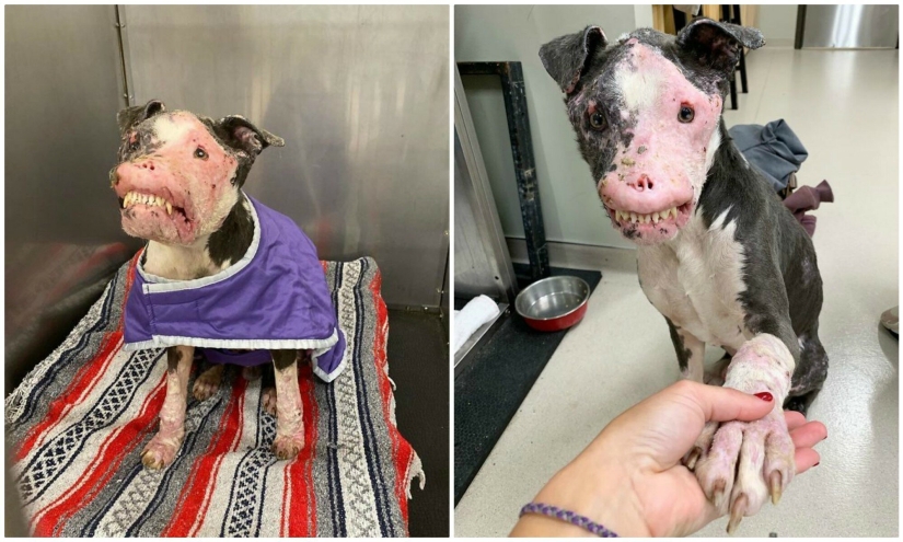 El perro, desfigurado por la enfermedad, no creía en la felicidad cuando se le prestaba atención