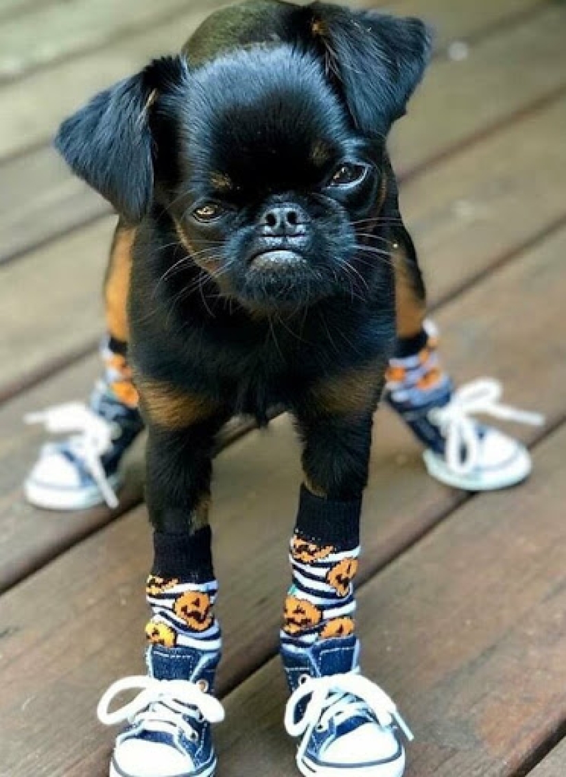 El perro" enojado " Chico se ha convertido en un meme y en el favorito de los internautas