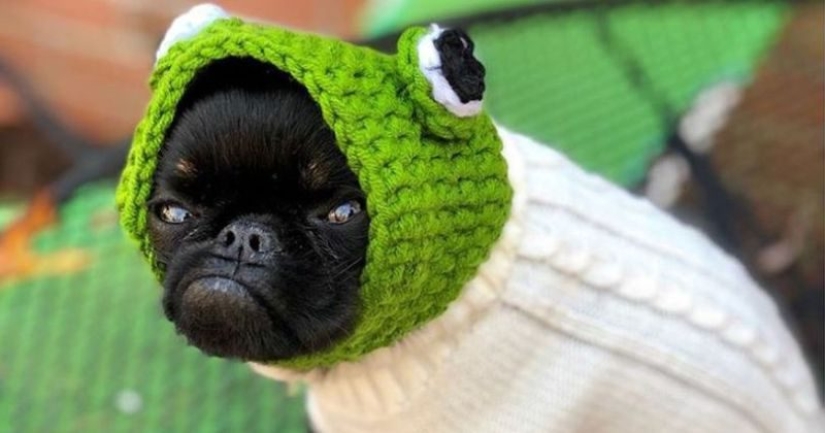 El perro" enojado " Chico se ha convertido en un meme y en el favorito de los internautas