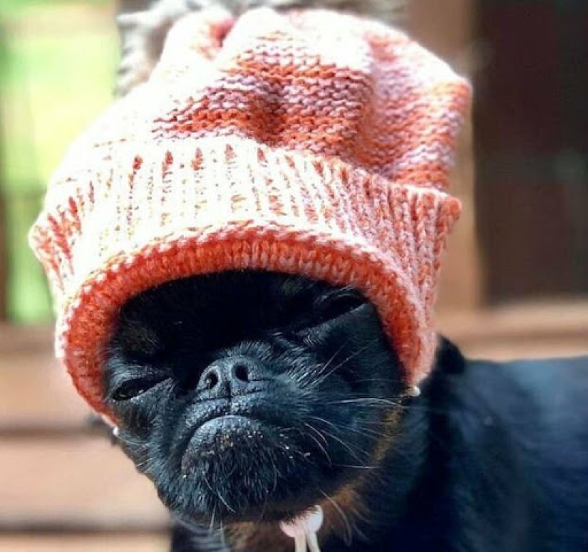 El perro" enojado " Chico se ha convertido en un meme y en el favorito de los internautas