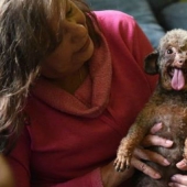 El perro ha estado sentado en el sótano toda su vida y ahora no está contento con la vida