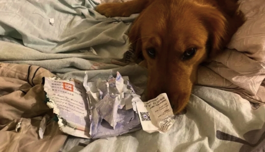 El perro no permitió que el dueño fuera al epicentro del coronavirus, destruyendo su pasaporte