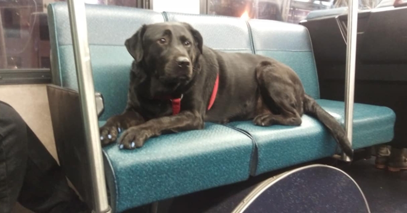 El perro va al parque en autobús por su cuenta y usa una tarjeta de viaje