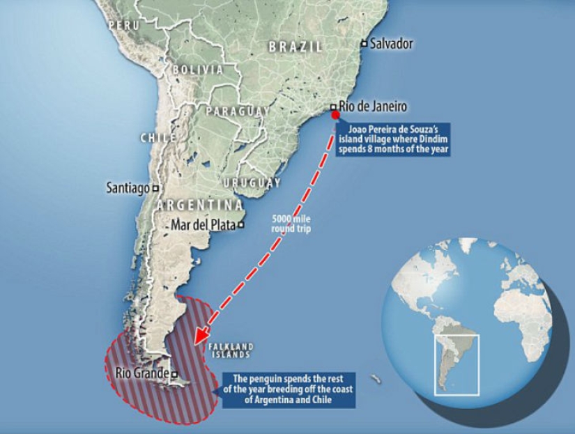 El pingüino nada más de 8 mil kilómetros cada año para encontrarse con su salvador