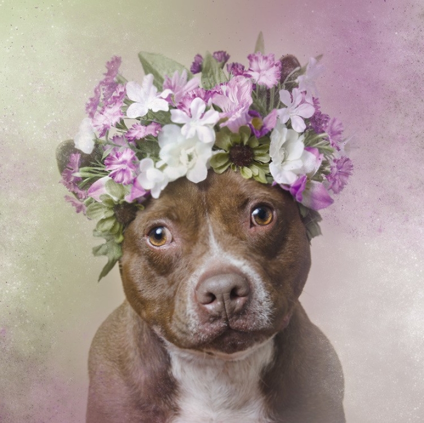 El poder de los colores: el reverso de los Pit bulls