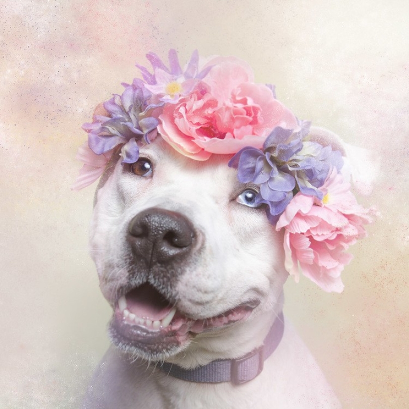 El poder de los colores: el reverso de los Pit bulls